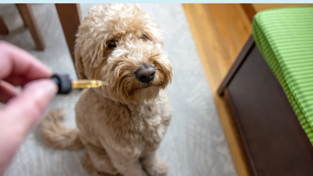 CBD and Pets How to Use CBD for Dogs & Cats Safely in 2026