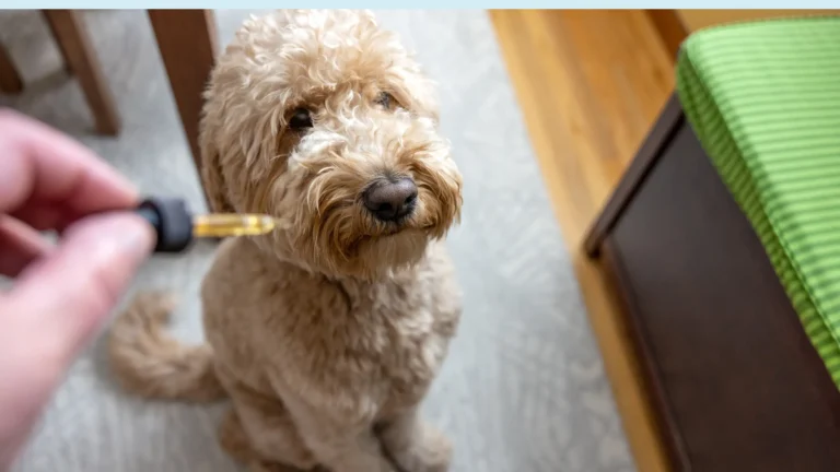 CBD and Pets How to Use CBD for Dogs & Cats Safely in 2026