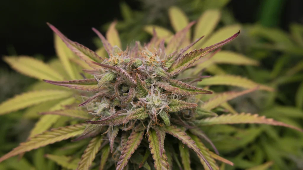 Falling Asleep Faster With CBD Tips That Actually Work (1)