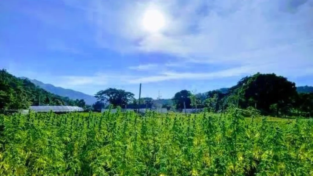 What Is Still Legal to Buy at a Hemp Store in Texas in 2026?