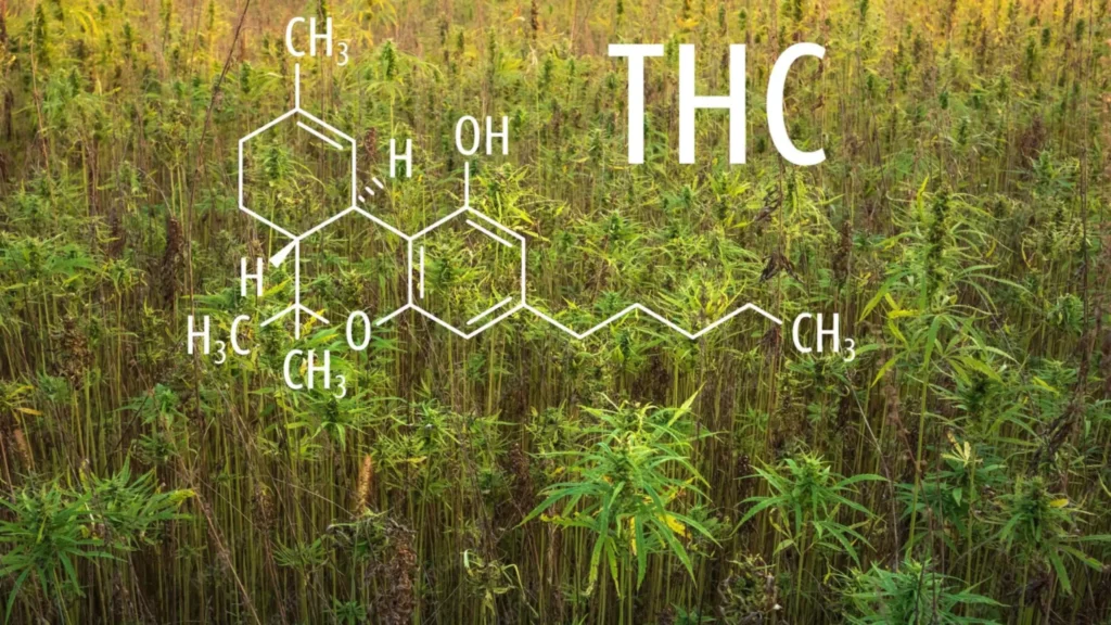 All About Tetrahydrocannabinol