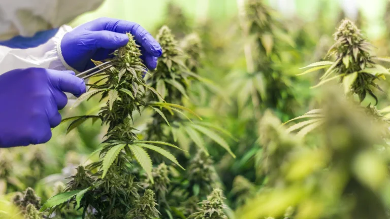 Broad Spectrum CBD Gummies Texas: Complete Guide to Benefits